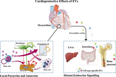 Therapeutic Applications of Extracellular Vesicles for Myocardial Repair